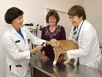Picture of veterinarian