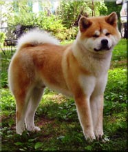 Picture of an Akita